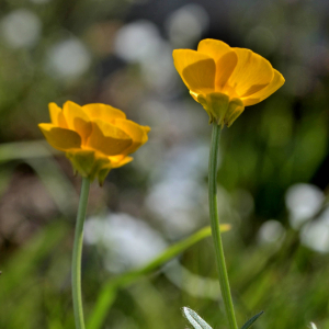 Photographie n°2418981 du taxon Ranunculus acris L. [1753]