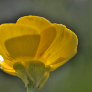 Photographie n°2418982 du taxon Ranunculus acris L. [1753]