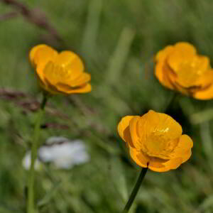 Photographie n°2418983 du taxon Ranunculus acris L. [1753]
