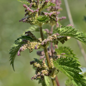 Photographie n°2418985 du taxon Urtica dioica L. [1753]