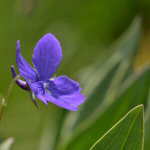 Photographie n°2419046 du taxon Viola cornuta L. [1763]