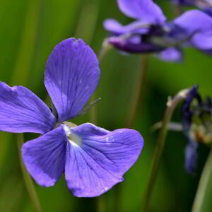 Photographie n°2419048 du taxon Viola cornuta L. [1763]