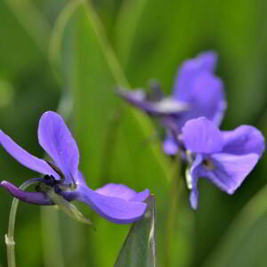 Photographie n°2419049 du taxon Viola cornuta L. [1763]