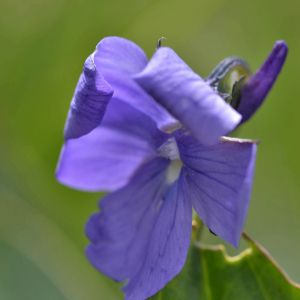 Photographie n°2419050 du taxon Viola cornuta L. [1763]