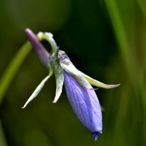 Photographie n°2419051 du taxon Viola cornuta L. [1763]