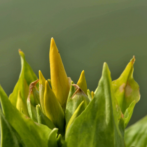 Photographie n°2419053 du taxon Gentiana lutea L. [1753]