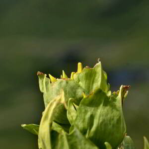 Photographie n°2419056 du taxon Gentiana lutea L. [1753]