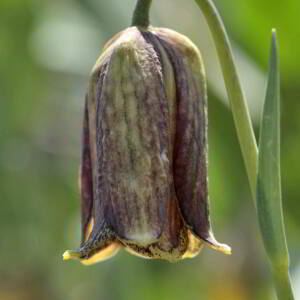  - Fritillaria pyrenaica L. [1753]
