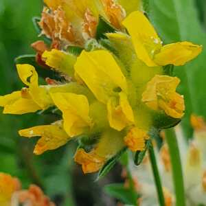Photographie n°2419125 du taxon Anthyllis vulneraria L.