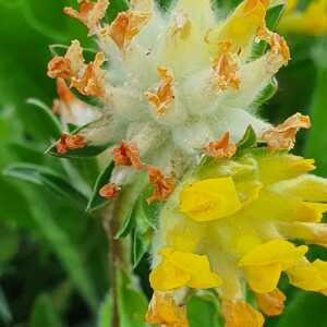 Photographie n°2419126 du taxon Anthyllis vulneraria L.