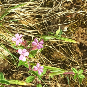 Photographie n°2419127 du taxon Saponaria ocymoides L. [1753]