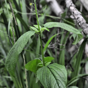 Photographie n°2419195 du taxon Scrophularia nodosa L. [1753]