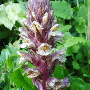  - Orobanche hederae Vaucher ex Duby [1828]