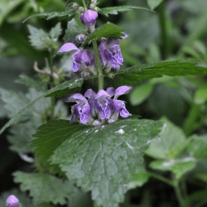 Photographie n°2419212 du taxon Lamium maculatum (L.) L.