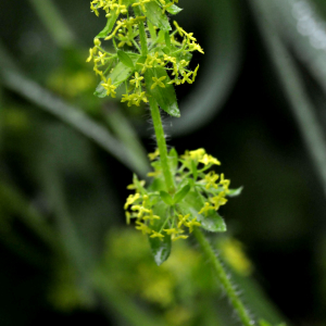 Photographie n°2419217 du taxon Cruciata laevipes Opiz