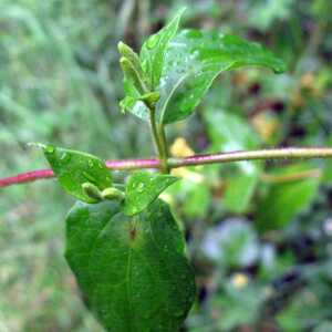 Photographie n°2419228 du taxon Lonicera japonica Thunb. [1784]