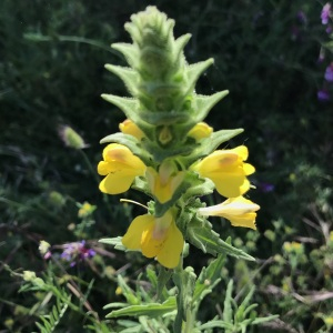  - Bartsia trixago L.