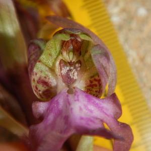 Photographie n°2419394 du taxon Himantoglossum robertianum (Loisel.) P.Delforge [1999]