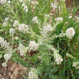 Photographie n°2419559 du taxon Lepidium campestre (L.) R.Br. [1812]