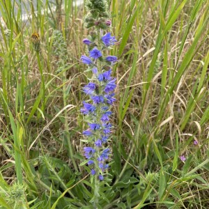 Photographie n°2419569 du taxon Echium vulgare L. [1753]