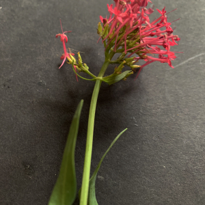 Photographie n°2419629 du taxon Centranthus ruber (L.) DC.