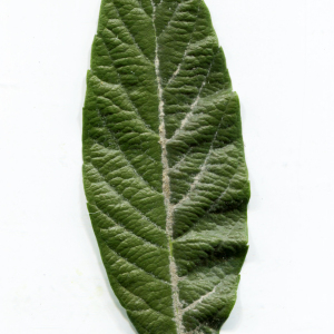 Photographie n°2419651 du taxon Eriobotrya japonica (Thunb.) Lindl. [1821]