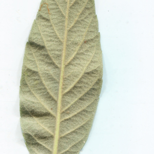 Photographie n°2419652 du taxon Eriobotrya japonica (Thunb.) Lindl. [1821]