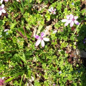 Photographie n°2419691 du taxon Erodium cicutarium (L.) L'Hér. [1789]