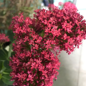 Photographie n°2419708 du taxon Centranthus ruber (L.) DC.