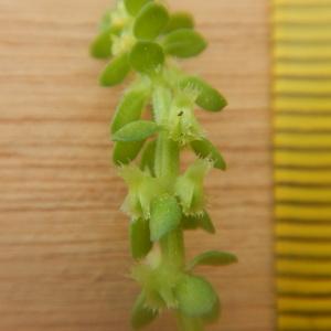 Photographie n°2419758 du taxon Valantia muralis L. [1753]