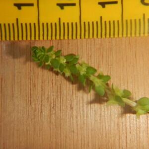 Photographie n°2419759 du taxon Valantia muralis L. [1753]