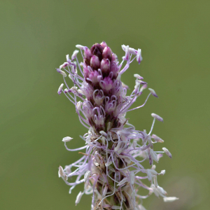 Photographie n°2419819 du taxon Plantago media L. [1753]