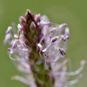 Photographie n°2419820 du taxon Plantago media L. [1753]