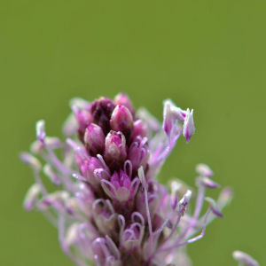 Photographie n°2419822 du taxon Plantago media L. [1753]