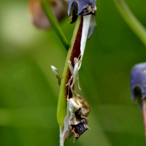 Photographie n°2419827 du taxon Vicia sepium L. [1753]