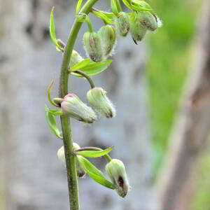 Photographie n°2419854 du taxon Lilium martagon L.