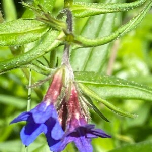 Photographie n°2419951 du taxon Buglossoides purpurocaerulea (L.) I.M.Johnst. [1954]