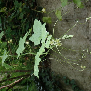 Photographie n°2419969 du taxon Bryonia dioica Jacq.