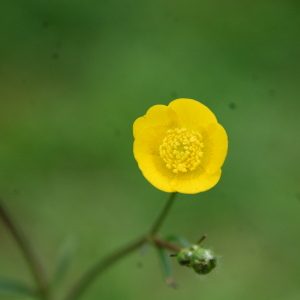Photographie n°2419977 du taxon Ranunculus acris L. [1753]