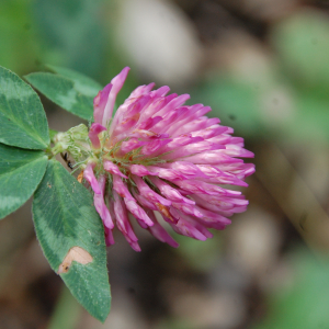 Photographie n°2419984 du taxon Trifolium pratense L. [1753]