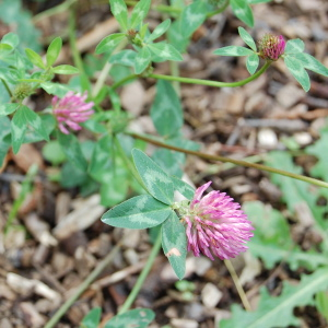 Photographie n°2419985 du taxon Trifolium pratense L. [1753]