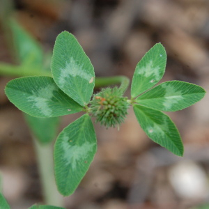 Photographie n°2419986 du taxon Trifolium pratense L. [1753]