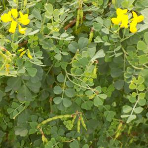 Photographie n°2420007 du taxon Coronilla glauca L.