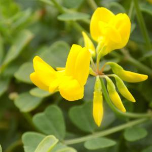 Photographie n°2420040 du taxon Coronilla glauca L.