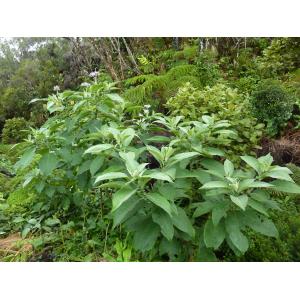 solanum mauritianum (2).jpg