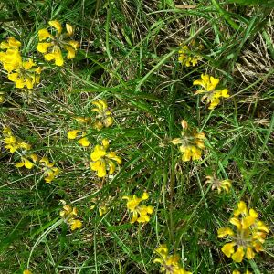 Photographie n°2420148 du taxon Hippocrepis comosa L. [1753]