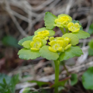 Photographie n°2420175 du taxon Chrysosplenium alternifolium L. [1753]