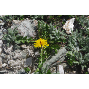 Taraxacum aequilobiforme Soest (Pissenlit)