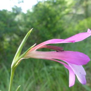 Photographie n°2420178 du taxon Gladiolus italicus Mill. [1768]