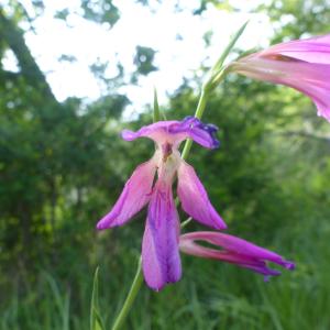 Photographie n°2420180 du taxon Gladiolus italicus Mill. [1768]